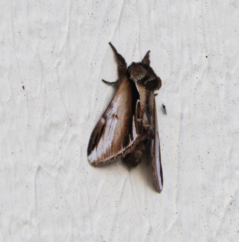 Pheosia gnoma
